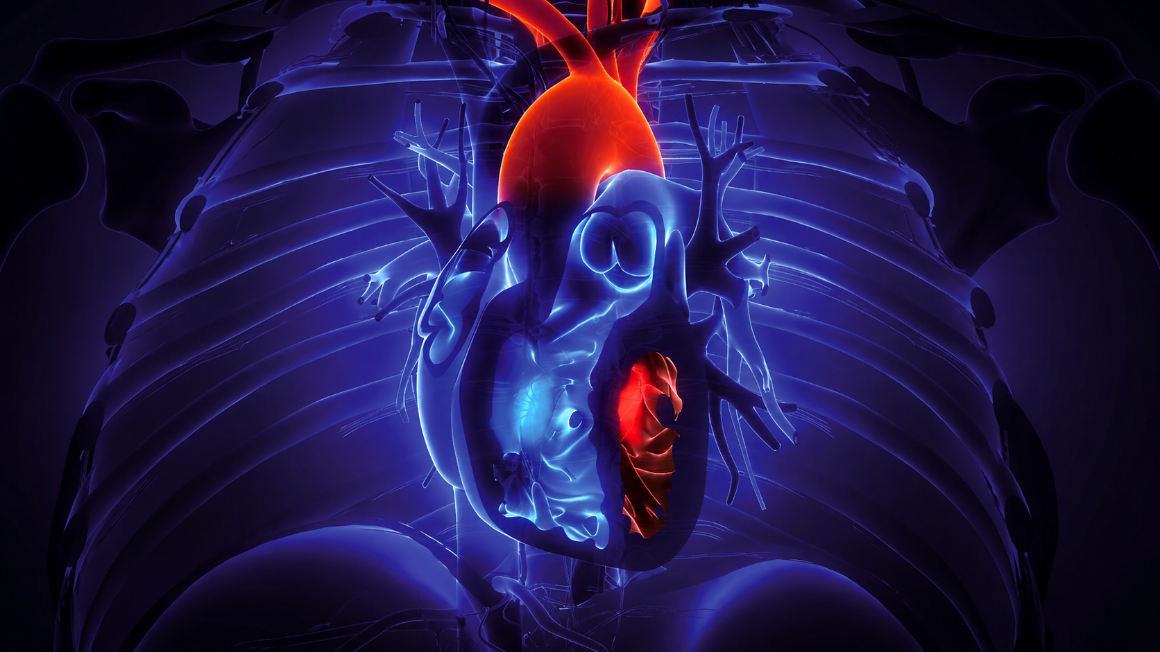 Illustration cardiologie Meduvip